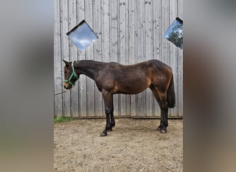 American Quarter Horse, Stallion, 1 year, 14.2 hh, Bay-Dark