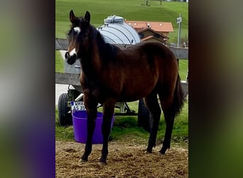 American Quarter Horse, Stallion, 1 year, 14.2 hh, Bay-Dark