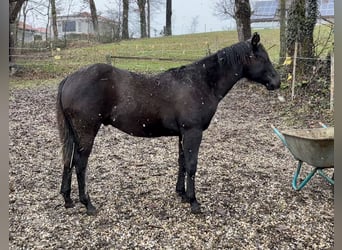 American Quarter Horse, Stallion, 1 year, 14.2 hh, Black