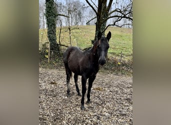 American Quarter Horse, Stallion, 1 year, 14.2 hh, Black
