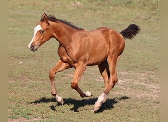 American Quarter Horse, Stallion, 1 year, 14.2 hh, Brown