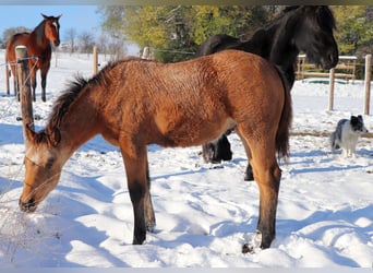 American Quarter Horse, Stallion, 1 year, 14.2 hh, Buckskin