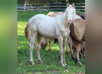 American Quarter Horse, Stallion, 1 year, 14.2 hh, Champagne