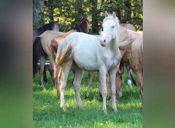 American Quarter Horse, Stallion, 1 year, 14.2 hh, Champagne