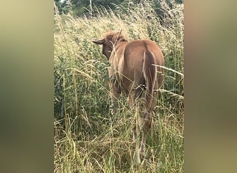 American Quarter Horse, Stallion, 1 year, 14,2 hh, Chestnut-Red