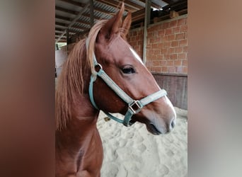 American Quarter Horse, Stallion, 1 year, 14.2 hh, Chestnut-Red