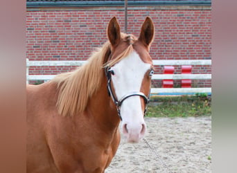 American Quarter Horse, Stallion, 1 year, 14.2 hh, Chestnut-Red