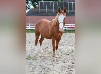 American Quarter Horse, Stallion, 1 year, 14.2 hh, Chestnut-Red
