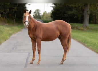 American Quarter Horse, Stallion, 1 year, 14,2 hh, Chestnut-Red