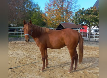 American Quarter Horse, Stallion, 1 year, 14,2 hh, Chestnut-Red