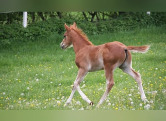 American Quarter Horse, Stallion, 1 year, 14.2 hh, Chestnut-Red