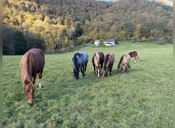 American Quarter Horse, Stallion, 1 year, 14,2 hh, Chestnut-Red