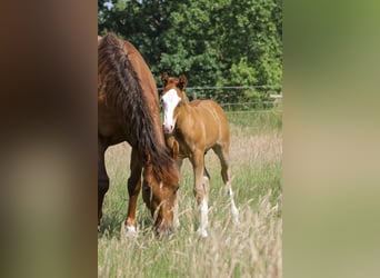 American Quarter Horse, Stallion, 1 year, 14.2 hh, Chestnut-Red