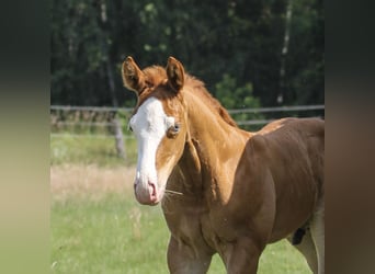 American Quarter Horse, Stallion, 1 year, 14.2 hh, Chestnut-Red