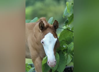 American Quarter Horse, Stallion, 1 year, 14.2 hh, Chestnut-Red