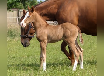 American Quarter Horse, Stallion, 1 year, 14.2 hh, Chestnut-Red