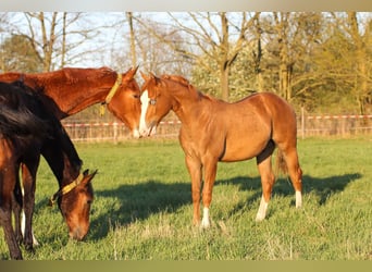 American Quarter Horse, Stallion, 1 year, 14.2 hh, Chestnut-Red