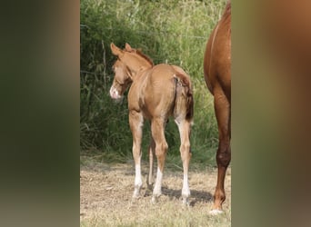American Quarter Horse, Stallion, 1 year, 14.2 hh, Chestnut-Red