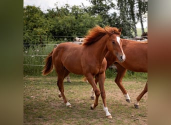 American Quarter Horse, Hengst, 1 Jahr, 14,2 hh, Fuchs