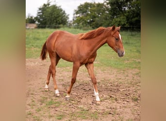 American Quarter Horse, Hengst, 1 Jahr, 14,2 hh, Fuchs