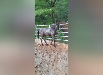 American Quarter Horse, Stallion, 1 year, 14.2 hh, Gray-Blue-Tan