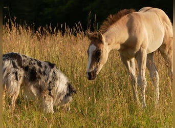 American Quarter Horse, Stallion, 1 year, 14,2 hh, Grullo