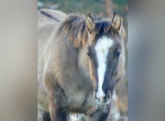 American Quarter Horse, Stallion, 1 year, 14,2 hh, Grullo