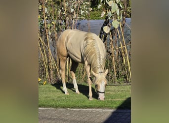 American Quarter Horse, Stallion, 1 year, 14.2 hh, Palomino