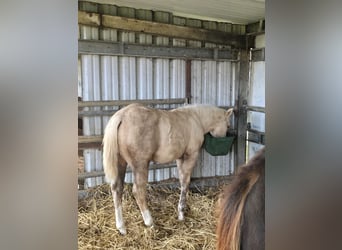 American Quarter Horse, Stallion, 1 year, 14.2 hh, Palomino