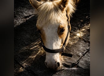 American Quarter Horse, Stallion, 1 year, 14.2 hh, Palomino