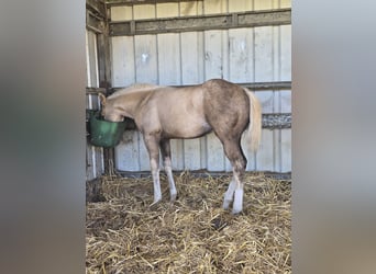 American Quarter Horse, Stallion, 1 year, 14.2 hh, Palomino