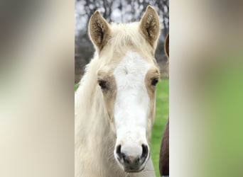 American Quarter Horse, Stallion, 1 year, 14.2 hh, Palomino
