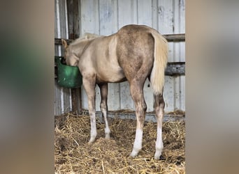 American Quarter Horse, Stallion, 1 year, 14.2 hh, Palomino