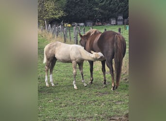 American Quarter Horse, Stallion, 1 year, 14.2 hh, Palomino