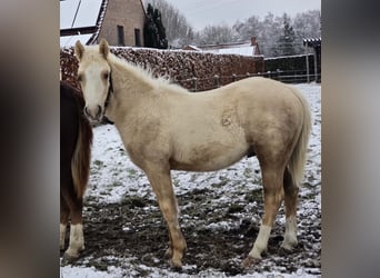 American Quarter Horse, Stallion, 1 year, 14.2 hh, Palomino