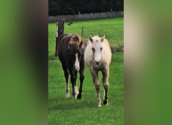 American Quarter Horse, Stallion, 1 year, 14.2 hh, Palomino