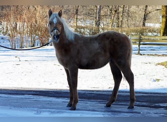 American Quarter Horse, Stallion, 1 year, 14,2 hh, Palomino