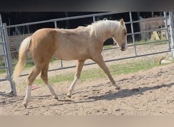 American Quarter Horse, Stallion, 1 year, 14.2 hh, Palomino