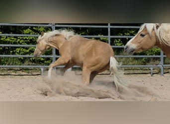 American Quarter Horse, Stallion, 1 year, 14.2 hh, Palomino