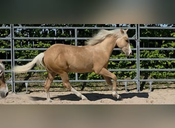 American Quarter Horse, Stallion, 1 year, 14.2 hh, Palomino