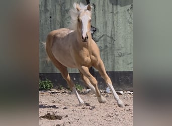 American Quarter Horse, Stallion, 1 year, 14.2 hh, Palomino