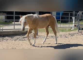 American Quarter Horse, Stallion, 1 year, 14.2 hh, Palomino