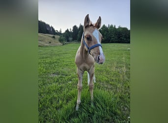 American Quarter Horse, Stallion, 1 year, 14.2 hh, Palomino