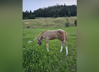 American Quarter Horse, Stallion, 1 year, 14.2 hh, Palomino