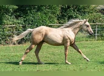 American Quarter Horse, Stallion, 1 year, 14,2 hh, Palomino