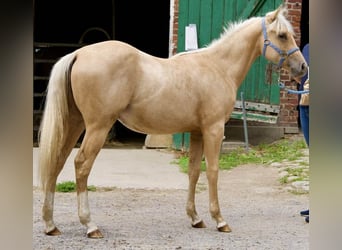American Quarter Horse, Stallion, 1 year, 14.2 hh, Palomino