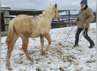 American Quarter Horse, Stallion, 1 year, 14.2 hh, Palomino