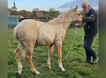 American Quarter Horse, Stallion, 1 year, 14.2 hh, Palomino