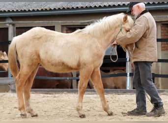 American Quarter Horse, Stallion, 1 year, 14.2 hh, Palomino