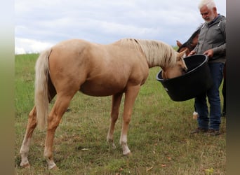 American Quarter Horse, Stallion, 1 year, 14.2 hh, Palomino